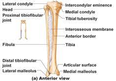 The next true anatomical joint is the acromioclavicular joint. 46 Anatomy Lab Ideas Anatomy Anatomy And Physiology Physiology