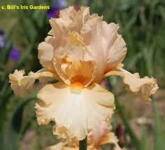 TbAlwaysRemember < TbAthruE < Iris Wiki