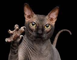 Why Do My Cat S Claws Shed Softpaws Com