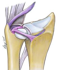 1 svetlana cheptanari anatomia și fiziologoia omului. Pdf Lig Subcruentum 2015a Tfcc Anatomy This Illustration Was Published In 2015 Spies Ck Prommersberger Kj Langer M Muller Lp Hahn P Unglaub F Instabilitat Des Distalen Radioulnargelenks Unfallchirurg 2015 118 701 717