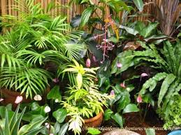 Low maintenance flowering plants philippines. Philippine Garden Design Plant Pictures Ornamental Plants Indoor Flowering Plants