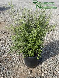 Image result for Pittosporum tenuifolium
