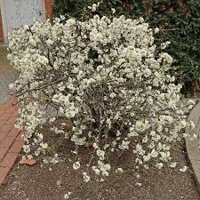 Image result for Buchnera speciosa