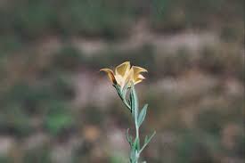 Image result for Menodora heterophylla