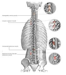 Muscles that act on the back. Back Muscles 28 Major Muscles Of The Back Earth S Lab