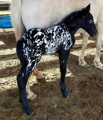 Newborn foal takes first steps