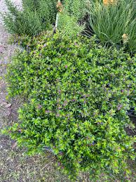 Image result for Cuphea hyssopifolia