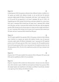 Image result for Monocymbium