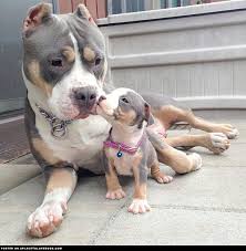 40.00 € alle preise inclusiv mwst. Welche Fellfarbe Ist Das Pitbull Hund