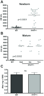 Ehd1 Heterozygous Mice Have Elevated Creatine Kinase Levels