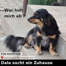 Hier dürfen tierschutzhunde vorgestellt werden die ein zuhause suchen. 890 Suche Ein Zuhause Ideen Tierheim Tiere Hunde