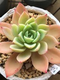 これも紅葉中 黄色が鮮やかな多肉いろいろ