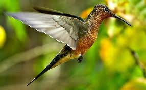 Giant Hummingbird Wikipedia