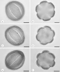 Image result for Alvesia clerodendroides