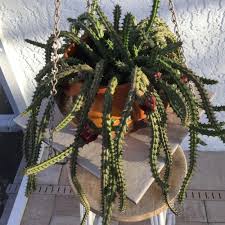 Cacti might seem like they're easier to care for than other plants, but there are a lot of misconceptions about them. Comment Concerning Huernia Ceropegia Red Dragon Flower Blooming Crazy Garden Org