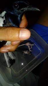 We did not find results for: Kaki Burung Kacer Bengkak Ini La Cara Mengobatinya