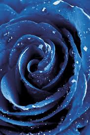 Pin By Mehmet Ali Yalcin On Blue Roses Sinie Rozy Blue Roses Wallpaper Blue Aesthetic Pastel Classic Blue Pantone