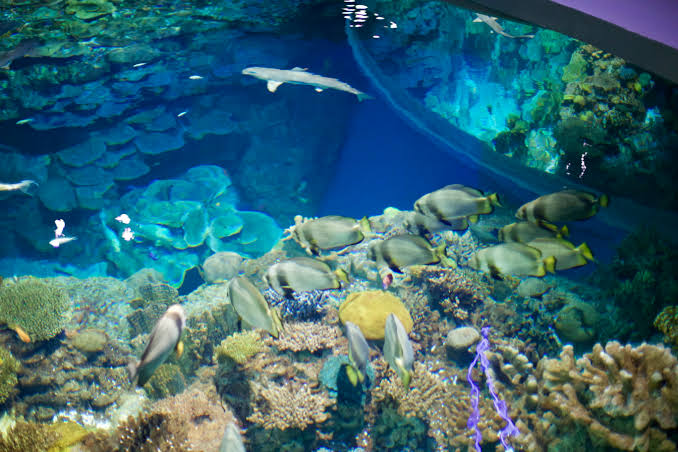 National Aquarium