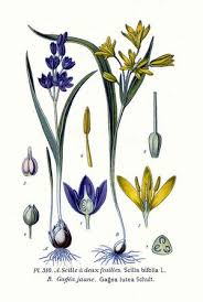 Image result for Scilla benguellensis