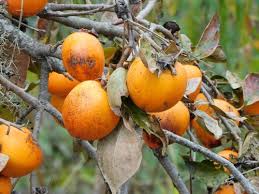 Image result for Diospyros loureiriana