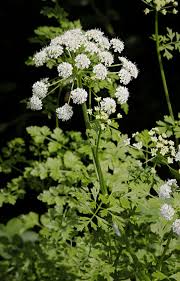 Image result for Oenanthe