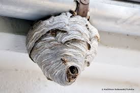 45+ schön bilder haus bauen hanglage / gute aussic. Wespennest Bauzeit Wann Bauen Wespen Nester