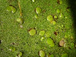 Image result for Wolffia arrhiza