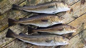 Geschlechtsreif ist der dorsch/kabeljau hat seinen lebensraum fast im gesamten nordatlantik. Kabeljau Fish Facts Nordsee