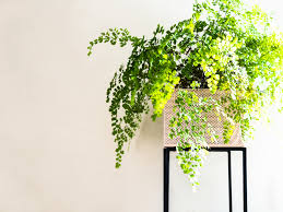 Vertical garden planters exist where botany meets interior design and construction. 31 Best Low Light Indoor Plants And How To Care For Them Architectural Digest