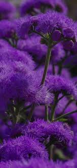 Looking for the best wallpapers? Flower Wallpapers Hd For Phone