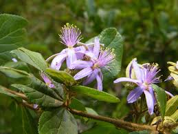 Image result for Grewia stolzii