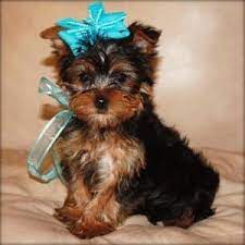 Yorkshire Terrier Puppies For Sale Memphis Tn Teacup Yorkie Puppy Teacup Yorkie Yorkie Puppy