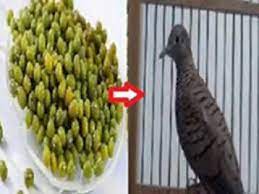 Check spelling or type a new query. Ini Dia Manfaat Luar Biasa Kacang Hijau Untuk Perkutut Youtube