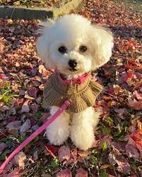 Get in touch with us to know more! White Poodle Puppies For Sale Miniature Poodle Puppies For Sale In 2021 Toy Poodle Puppies Miniature Poodle Puppy Poodle Puppy Miniature