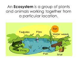 We did not find results for: Ecosystem Review And Assessment Unit 4 Lesson Ppt Download