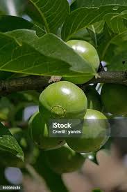 Image result for Vangueria