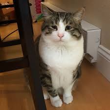 Stray Cat With Saddest Eyes Founds In Dumpster Kitten Adoption Indoor Cat Pets Cats