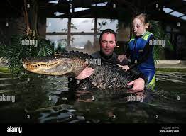 James Hennessy owner of the Reptile Village escorts his daughter Katelyn,  aged 7, into the Alligator tank to meet 'Battle' a 9 foot long Alligator  for the very first time at the
