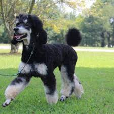 Phantom Tricolor Sable And Brindle Poodles Heart Song