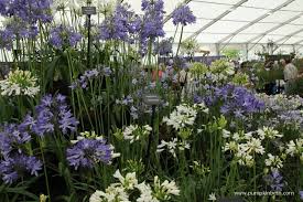 Image result for Aeranthes africana