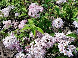 Image result for Deutzia x hybrida ′Mont Rose