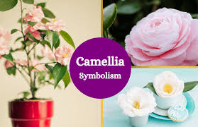 Which flowers represent love, hope, healing, loss, and good luck? Camellia Flower Meaning And Symbolism Symbol Sage