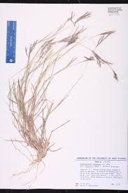 Image result for Bothriocline glomerata