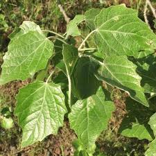 Image result for Populus ×  canescens