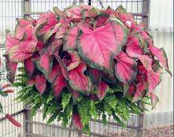 Contact with cadmium sap may irritate your skin [source: Caladiums University Of Florida Institute Of Food And Agricultural Sciences