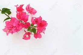 Pin By Jessilyn Brinkerhoff Muralis On Weddings Bougainvillea Tropical Flowers Flowers