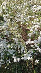 Image result for Spiraea thunbergii