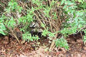 Wie schnell der liguster wächst und welche höhe er erreichen kann der gewöhnliche liguster (ligustrum vulgare) erreicht eine höhe von 200 cm bis 450 cm. Ligusterhecke Schneiden Wann Und Wie Mit Dieser Anleitung Gelingt Es