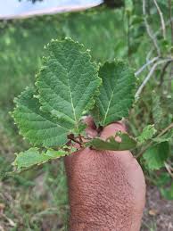 Image result for Curtisia dentata