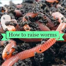 Worms can be very beneficial to your garden. 42 Worms For Garden And For Bait Ideas Worms Worm Composting Vermicomposting